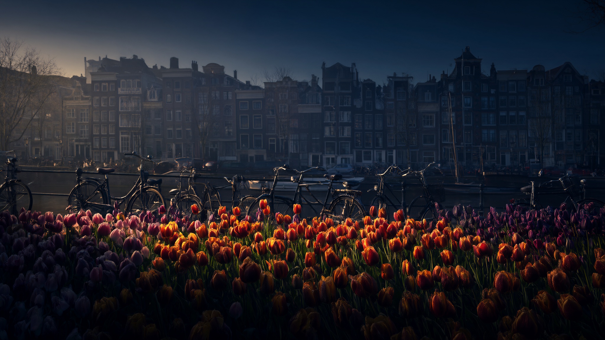 tulpenausamsterdam.de – Domain zu verkaufen